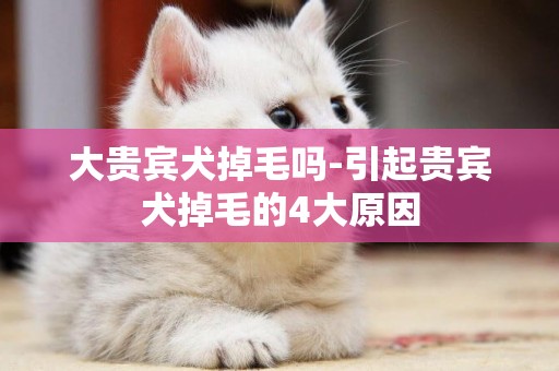 大貴賓犬掉毛嗎-引起貴賓犬掉毛的4大原因