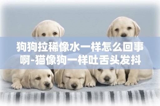 狗狗拉稀像水一樣怎么回事啊-貓像狗一樣吐舌頭發抖是怎么回事啊