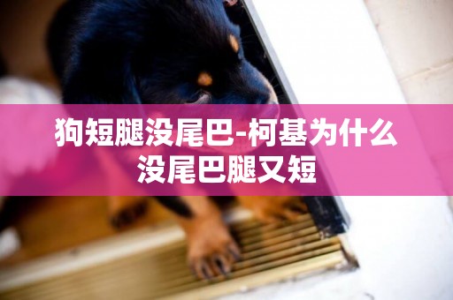 狗短腿沒尾巴-柯基為什么沒尾巴腿又短