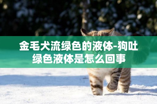 金毛犬流綠色的液體-狗吐綠色液體是怎么回事