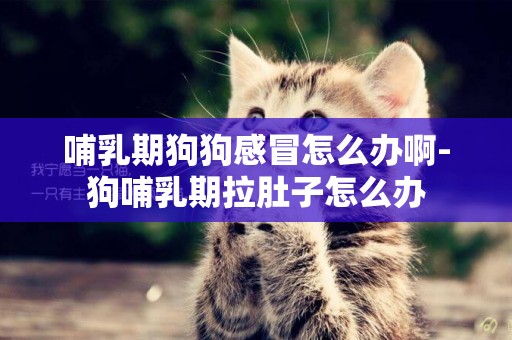 哺乳期狗狗感冒怎么辦啊-狗哺乳期拉肚子怎么辦