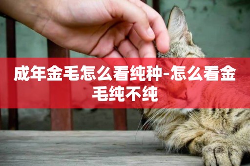 成年金毛怎么看純種-怎么看金毛純不純