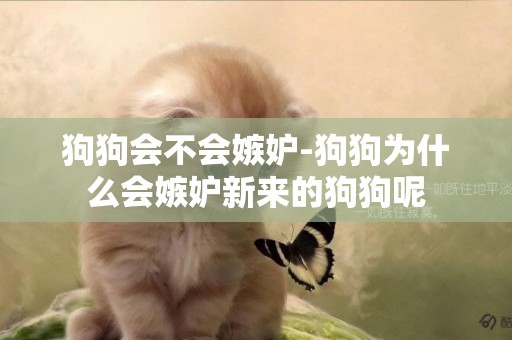 狗狗會不會嫉妒-狗狗為什么會嫉妒新來的狗狗呢