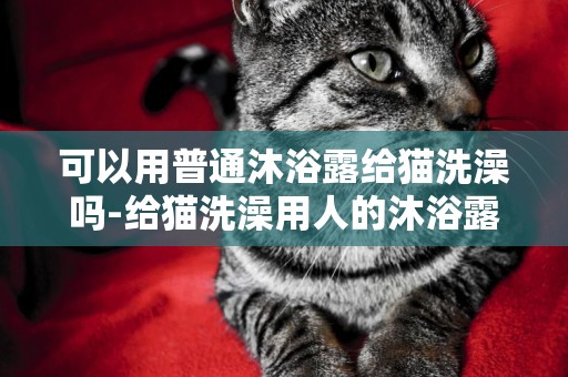 可以用普通沐浴露給貓洗澡嗎-給貓洗澡用人的沐浴露可以嗎