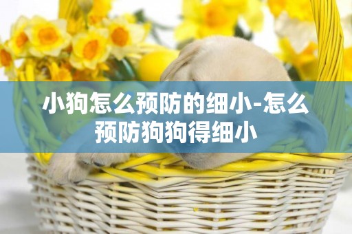 小狗怎么預防的細小-怎么預防狗狗得細小