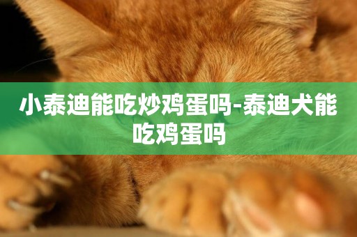 小泰迪能吃炒雞蛋嗎-泰迪犬能吃雞蛋嗎