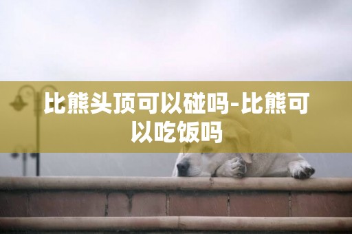比熊頭頂可以碰嗎-比熊可以吃飯嗎