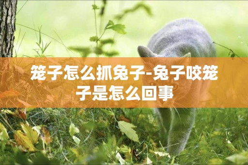 籠子怎么抓兔子-兔子咬籠子是怎么回事