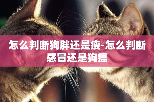 怎么判斷狗胖還是瘦-怎么判斷感冒還是狗瘟