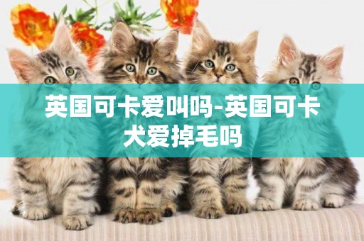 英國可卡愛叫嗎-英國可卡犬愛掉毛嗎