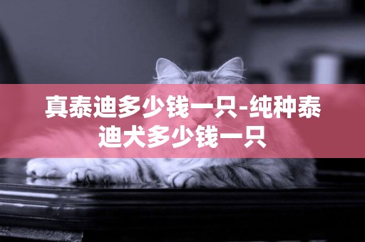 真泰迪多少錢一只-純種泰迪犬多少錢一只