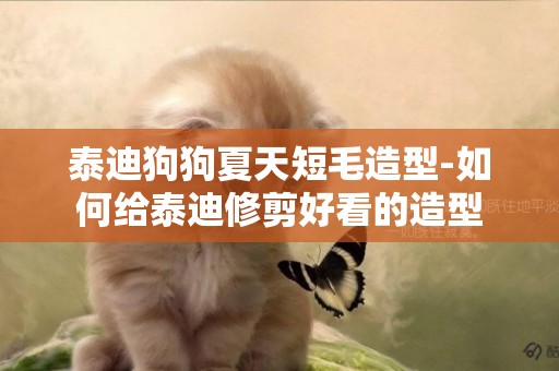 泰迪狗狗夏天短毛造型-如何給泰迪修剪好看的造型