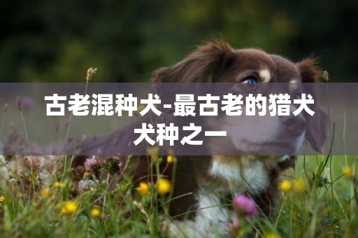 古老混種犬-最古老的獵犬犬種之一
