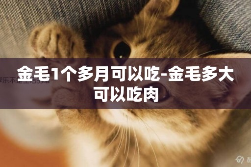 金毛1個多月可以吃-金毛多大可以吃肉