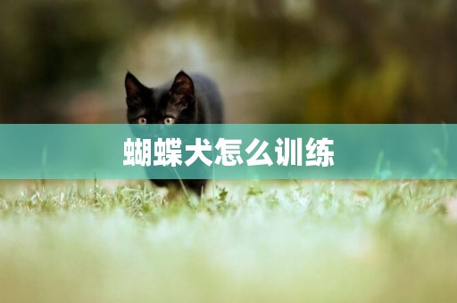 蝴蝶犬怎么訓練