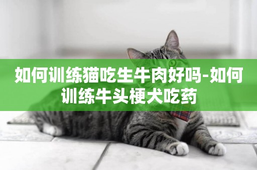 如何訓練貓吃生牛肉好嗎-如何訓練牛頭梗犬吃藥