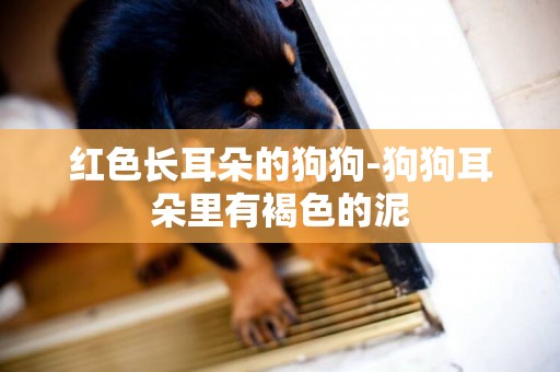 紅色長耳朵的狗狗-狗狗耳朵里有褐色的泥