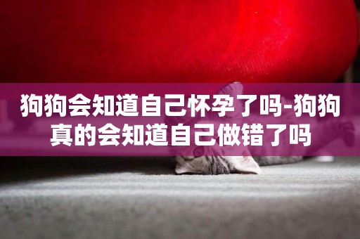 狗狗會知道自己懷孕了嗎-狗狗真的會知道自己做錯了嗎