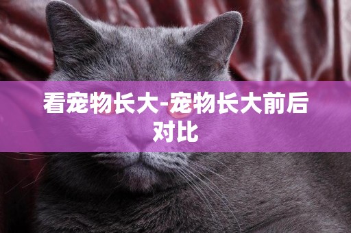 看寵物長大-寵物長大前后對比
