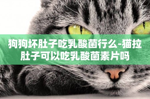 狗狗壞肚子吃乳酸菌行么-貓拉肚子可以吃乳酸菌素片嗎