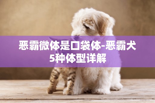 惡霸微體是口袋體-惡霸犬5種體型詳解