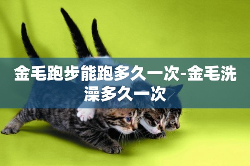 金毛跑步能跑多久一次-金毛洗澡多久一次