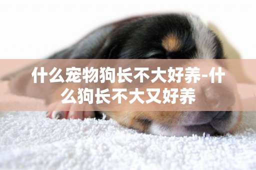 什么寵物狗長不大好養-什么狗長不大又好養