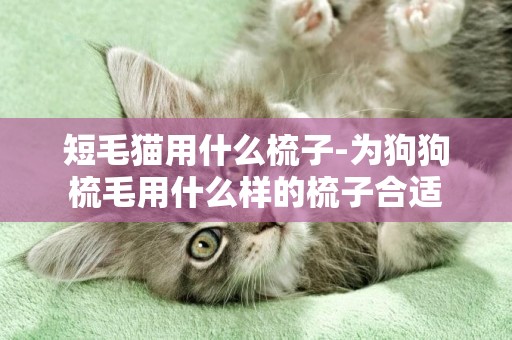 短毛貓用什么梳子-為狗狗梳毛用什么樣的梳子合適
