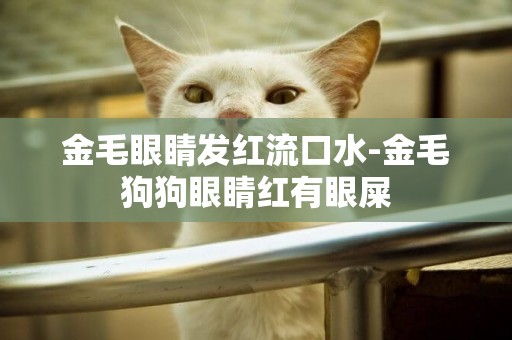 金毛眼睛發紅流口水-金毛狗狗眼睛紅有眼屎