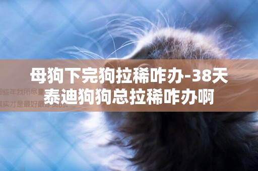 母狗下完狗拉稀咋辦-38天泰迪狗狗總拉稀咋辦啊