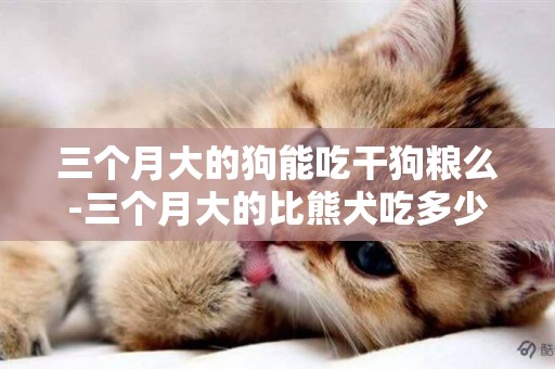 三個月大的狗能吃干狗糧么-三個月大的比熊犬吃多少狗糧
