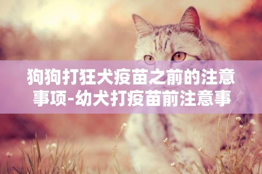 狗狗打狂犬疫苗之前的注意事項-幼犬打疫苗前注意事項