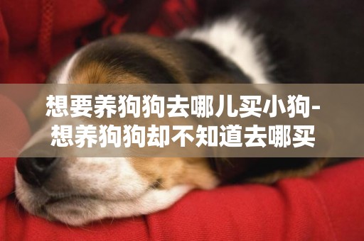 想要養狗狗去哪兒買小狗-想養狗狗卻不知道去哪買