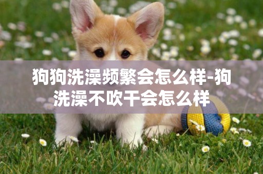 狗狗洗澡頻繁會怎么樣-狗洗澡不吹干會怎么樣