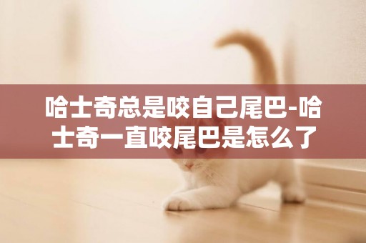 哈士奇總是咬自己尾巴-哈士奇一直咬尾巴是怎么了