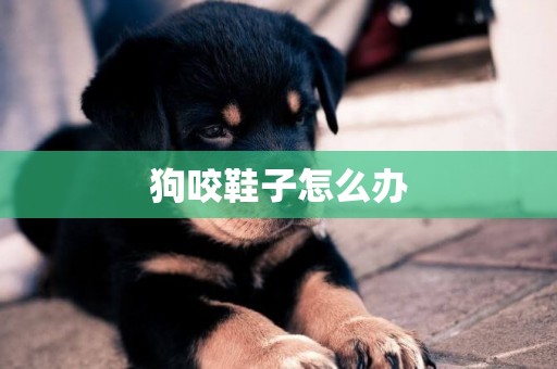 狗咬鞋子怎么辦