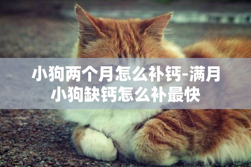 小狗兩個月怎么補鈣-滿月小狗缺鈣怎么補最快