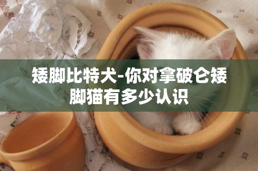 矮腳比特犬-你對拿破侖矮腳貓有多少認識