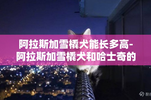 阿拉斯加雪橇犬能長多高-阿拉斯加雪橇犬和哈士奇的區分方法