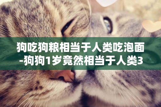 狗吃狗糧相當于人類吃泡面-狗狗1歲竟然相當于人類31歲