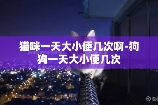 貓咪一天大小便幾次啊-狗狗一天大小便幾次