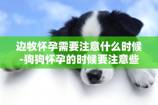 邊牧懷孕需要注意什么時候-狗狗懷孕的時候要注意些什么