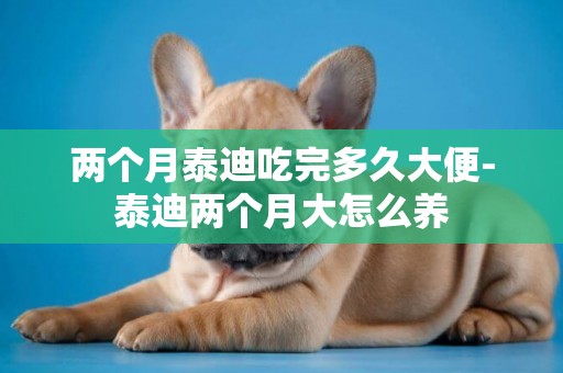 兩個月泰迪吃完多久大便-泰迪兩個月大怎么養