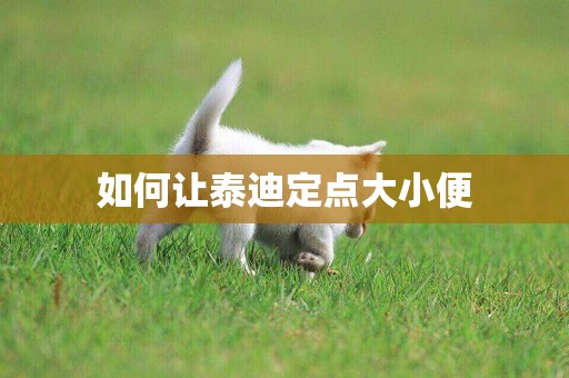 如何讓泰迪定點大小便