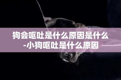狗會嘔吐是什么原因是什么-小狗嘔吐是什么原因