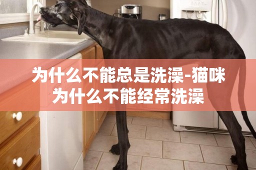 為什么不能總是洗澡-貓咪為什么不能經常洗澡