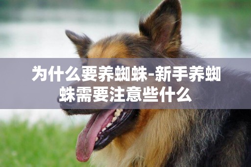 為什么要養蜘蛛-新手養蜘蛛需要注意些什么