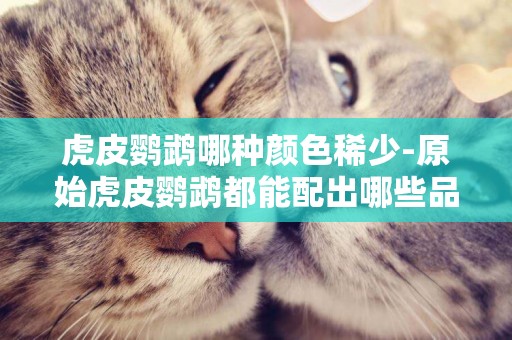 虎皮鸚鵡哪種顏色稀少-原始虎皮鸚鵡都能配出哪些品種呢