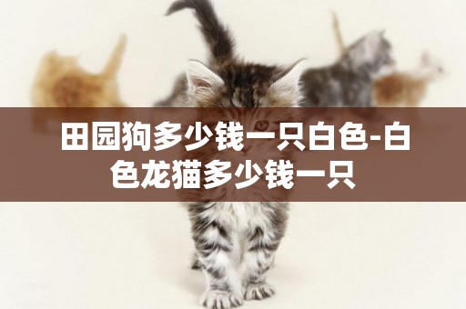 田園狗多少錢一只白色-白色龍貓多少錢一只