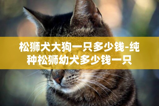 松獅犬大狗一只多少錢-純種松獅幼犬多少錢一只